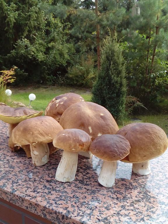 Spreewaldhaeuser Golinski Mit Kamin Am Neuendorfer See Alt Schadow Екстериор снимка