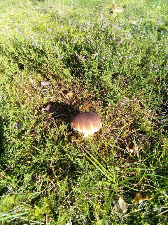 Spreewaldhaeuser Golinski Mit Kamin Am Neuendorfer See Alt Schadow Екстериор снимка